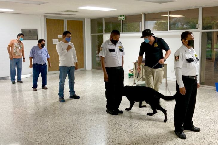 Yucatán colabora en proyecto de perros detectores de Covid-19